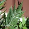 JURASSIC™ STEGOSAURUS JAPANESE HOLLY FERN -Sooner Plant Farm Shop DETA2 5564