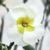 WHETMAN® AMERICAN PIE® KEY LIME PIE DIANTHUS 1 WHETMAN® AMERICAN PIE® KEY LIME PIE DIANTHUS -Sooner Plant Farm Shop DETA2 5566