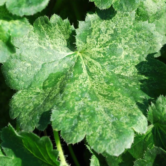 HERCULES CORAL BELLS 4 HERCULES CORAL BELLS - Image 2