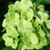 TURTLE TOES HYDRANGEA 2 TURTLE TOES HYDRANGEA -Sooner Plant Farm Shop DETA2 5578