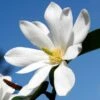 FAIRY MAGNOLIA® WHITE MAGNOLIA -Sooner Plant Farm Shop DETA2 5583