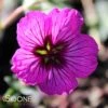 CAROL CRANESBILL GERANIUM -Sooner Plant Farm Shop DETA2 560