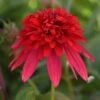 DOUBLE SCOOP™ STRAWBERRY DELUXE CONEFLOWER -Sooner Plant Farm Shop DETA2 5646