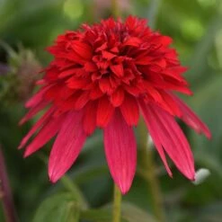 DOUBLE SCOOP™ STRAWBERRY DELUXE CONEFLOWER