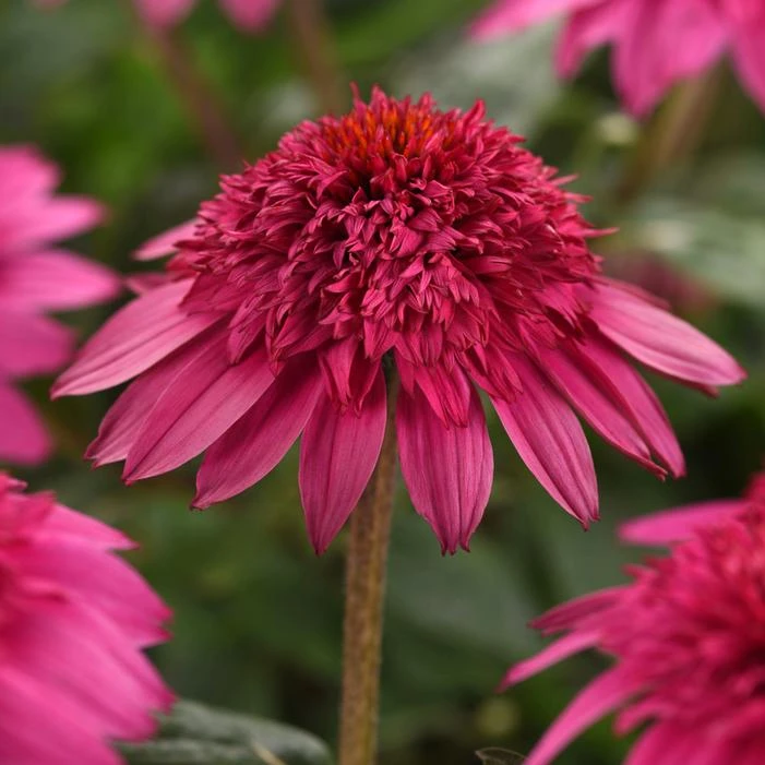 DOUBLE SCOOP™ WATERMELON DELUXE CONEFLOWER 4 DOUBLE SCOOP™ WATERMELON DELUXE CONEFLOWER - Image 2