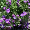 ROCK ON BLUE ROCK CRESS -Sooner Plant Farm Shop DETA2 5675