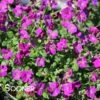 ROCK ON PINK ROCK CRESS -Sooner Plant Farm Shop DETA2 5676