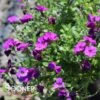 ROCK ON PURPLE ROCK CRESS -Sooner Plant Farm Shop DETA2 5677