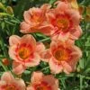 STRAWBERRY CANDY DAYLILY -Sooner Plant Farm Shop DETA2 568