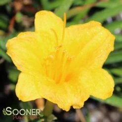 STELLA DE ORO DAYLILY -Sooner Plant Farm Shop DETA2 569
