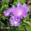 PEACHIE'S PICK STOKES ASTER -Sooner Plant Farm Shop DETA2 578