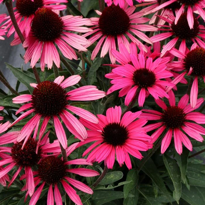 DARK SHADOWS™ WICKED CONEFLOWER 3 DARK SHADOWS™ WICKED CONEFLOWER