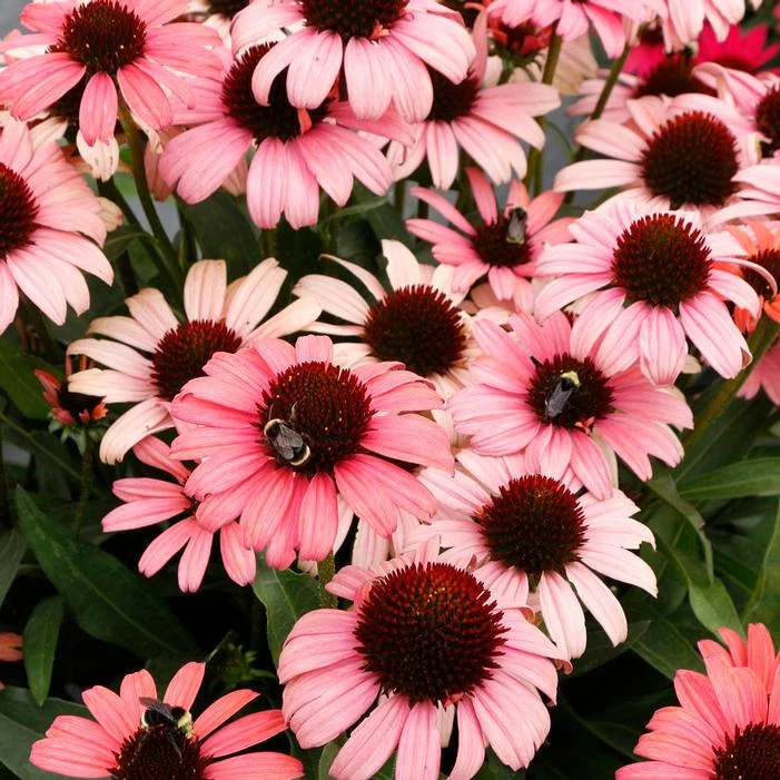 DARK SHADOWS™ MYSTIC CONEFLOWER 5 DARK SHADOWS™ MYSTIC CONEFLOWER - Image 3