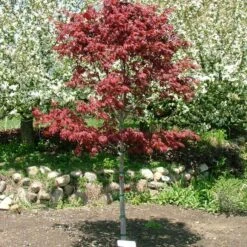 SAMURAI SWORD™ UPRIGHT JAPANESE MAPLE -Sooner Plant Farm Shop DETA2 5799