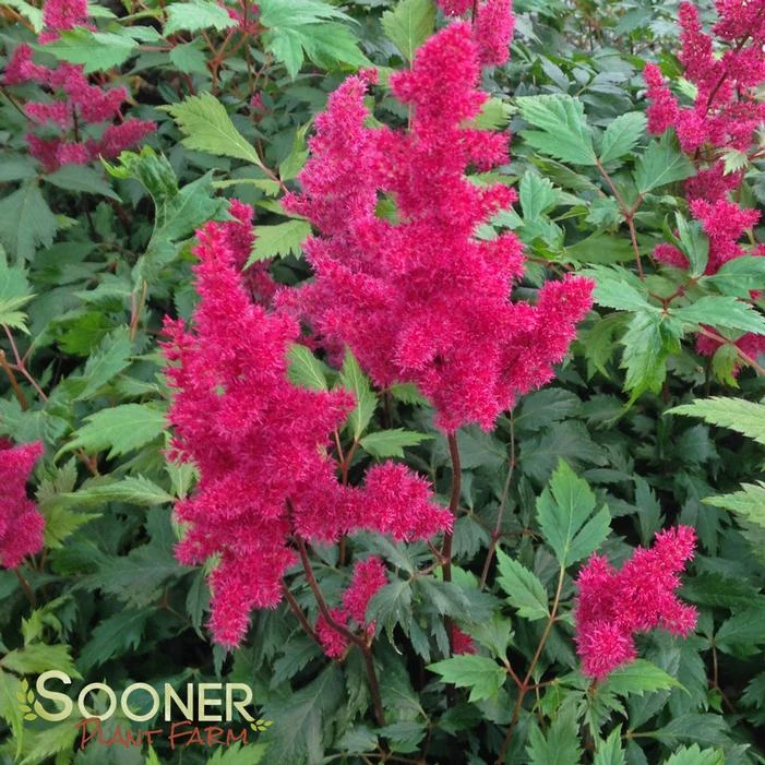 FANAL ASTILBE 4 FANAL ASTILBE - Image 2