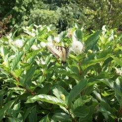 MAGICAL® MOONLIGHT BUTTONBUSH -Sooner Plant Farm Shop DETA2 5859