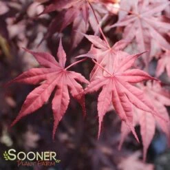 BLOODGOOD UPRIGHT JAPANESE MAPLE -Sooner Plant Farm Shop DETA2 60