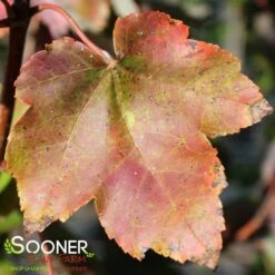 OCTOBER GLORY® RED MAPLE -Sooner Plant Farm Shop DETA2 66
