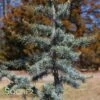 BLUE ATLAS CEDAR 1 BLUE ATLAS CEDAR -Sooner Plant Farm Shop DETA2 662