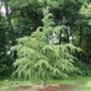 DEODAR CEDAR -Sooner Plant Farm Shop DETA2 663