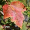 RED SUNSET® MAPLE