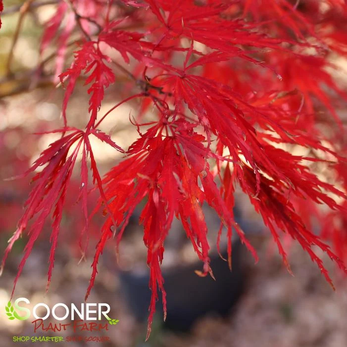 TAMUKEYAMA WEEPING JAPANESE MAPLE 3 TAMUKEYAMA WEEPING JAPANESE MAPLE