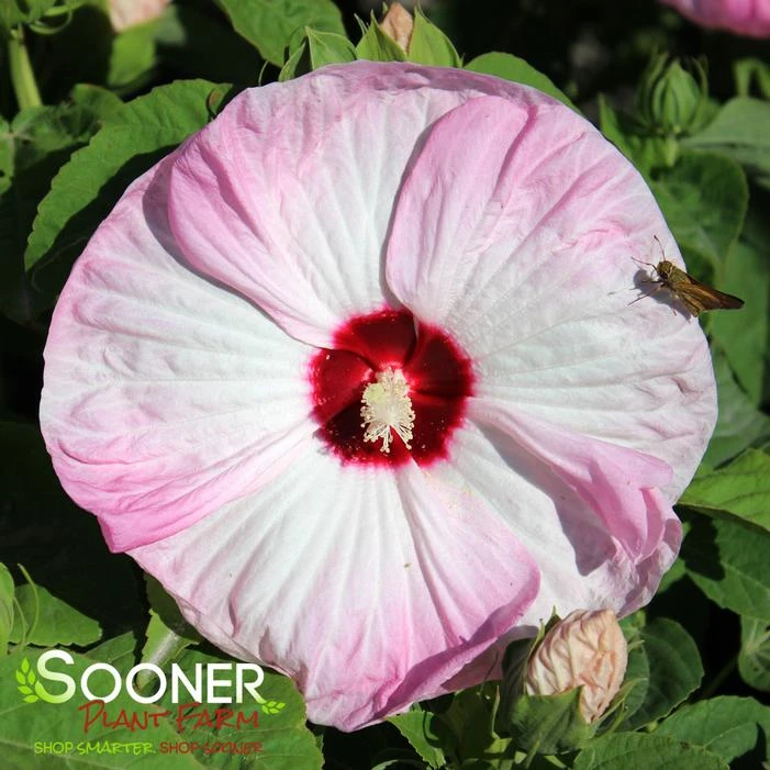 LUNA™ PINK SWIRL HARDY HIBISCUS 4 LUNA™ PINK SWIRL HARDY HIBISCUS - Image 2