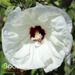 LUNA™ WHITE HARDY HIBISCUS 5 LUNA™ WHITE HARDY HIBISCUS -Sooner Plant Farm Shop DETA2 700