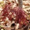 EVER RED WEEPING JAPANESE MAPLE -Sooner Plant Farm Shop DETA2 711