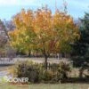 SHANTUNG MAPLE 2 SHANTUNG MAPLE -Sooner Plant Farm Shop DETA2 72