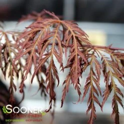 RED SELECT WEEPING JAPANESE MAPLE 7 RED SELECT WEEPING JAPANESE MAPLE -Sooner Plant Farm Shop DETA2 728