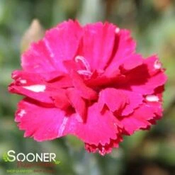 FROSTY FIRE DIANTHUS -Sooner Plant Farm Shop DETA2 732