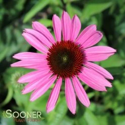 MERLOT CONEFLOWER -Sooner Plant Farm Shop DETA2 735