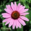 RUBY GIANT CONEFLOWER -Sooner Plant Farm Shop DETA2 737