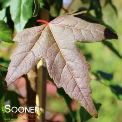 TRIDENT MAPLE 11 TRIDENT MAPLE -Sooner Plant Farm Shop DETA2 74