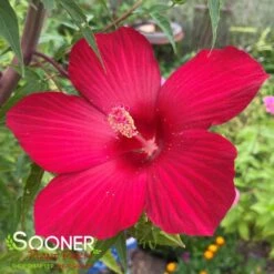 LORD BALTIMORE HARDY HIBISCUS