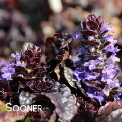 WALBERTON'S® BLACK SCALLOP AJUGA 9 WALBERTON'S® BLACK SCALLOP AJUGA -Sooner Plant Farm Shop DETA2 816