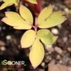 GOLD HEART BLEEDING HEART 1 GOLD HEART BLEEDING HEART -Sooner Plant Farm Shop DETA2 847