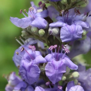 SHOAL CREEK CHASTE TREE 3 SHOAL CREEK CHASTE TREE