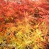 VIRIDIS WEEPING JAPANESE MAPLE -Sooner Plant Farm Shop DETA3 1013