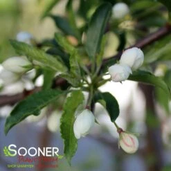 GOLDEN RAINDROPS® CRABAPPLE -Sooner Plant Farm Shop DETA3 1028
