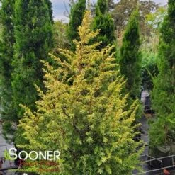 GOLD CONE JUNIPER -Sooner Plant Farm Shop DETA3 1095