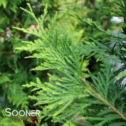 GREEN GIANT ARBORVITAE -Sooner Plant Farm Shop DETA3 113