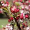 CORALBURST CRABAPPLE -Sooner Plant Farm Shop DETA3 1165