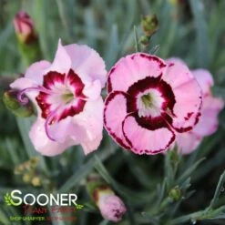 RASPBERRY SWIRL DIANTHUS -Sooner Plant Farm Shop DETA3 1178