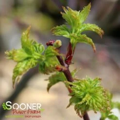 LION'S HEAD UPRIGHT JAPANESE MAPLE -Sooner Plant Farm Shop DETA3 1199