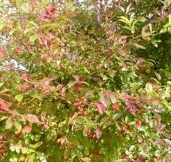 BLACKGUM -Sooner Plant Farm Shop DETA3 12