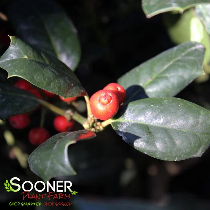 NELLIE R. STEVENS HOLLY 5 NELLIE R. STEVENS HOLLY - Image 3