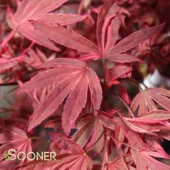 SHIRAZZ UPRIGHT JAPANESE MAPLE -Sooner Plant Farm Shop DETA3 1225