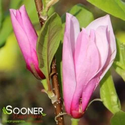 SAUCER MAGNOLIA -Sooner Plant Farm Shop DETA3 1304